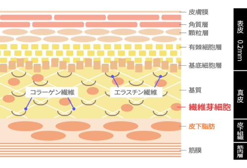 ② 真皮の繊維芽細胞まで届く